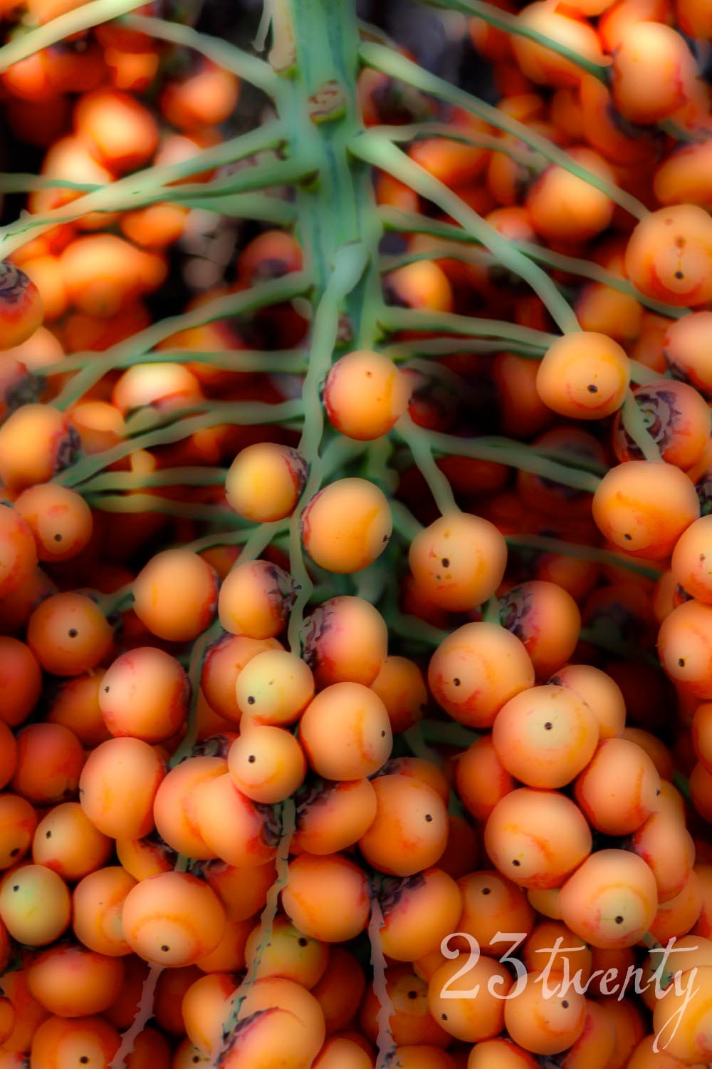 Tangerine Fruit