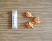 Pistachio Cream Lip Balm - Vitamin E, Coconut Oil, Beeswax