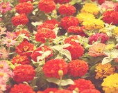 I'd Like To Lie In A Bed Of Flowers - Fine Art Flower Photography, 8x10, bright colors, home decor