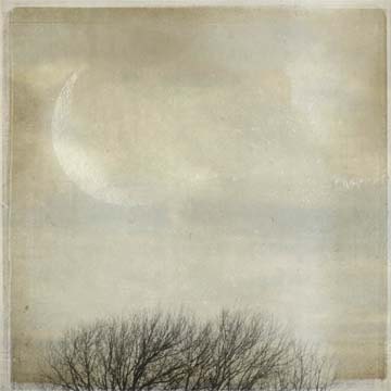 winter moon above the treetops