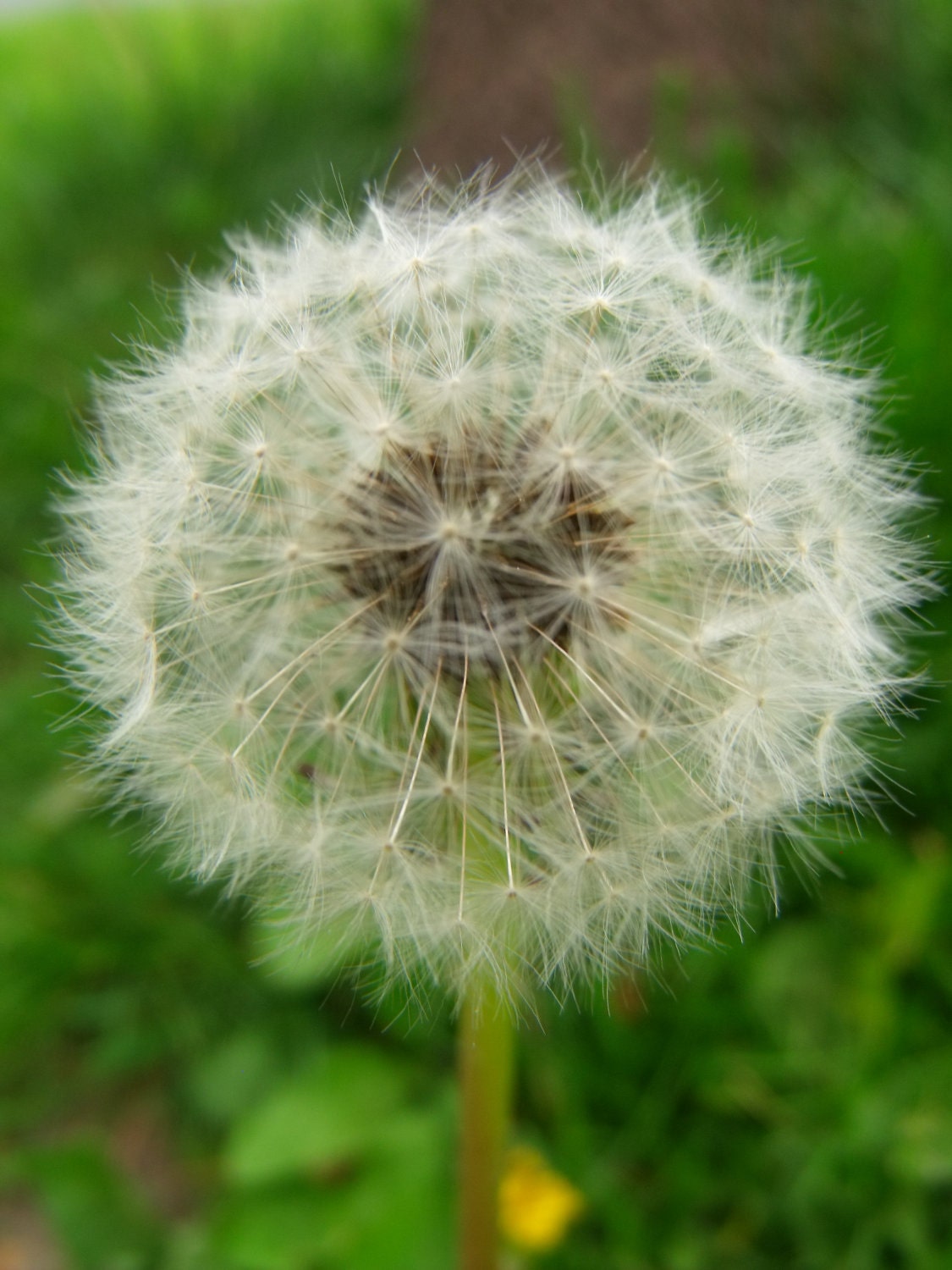 Dandelion/make a wish/nature art photography/home decor