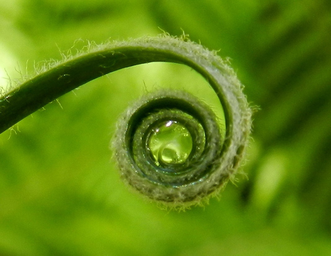 Tiny Curls / Photography Macro