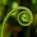 Tiny Curls / Photography Macro