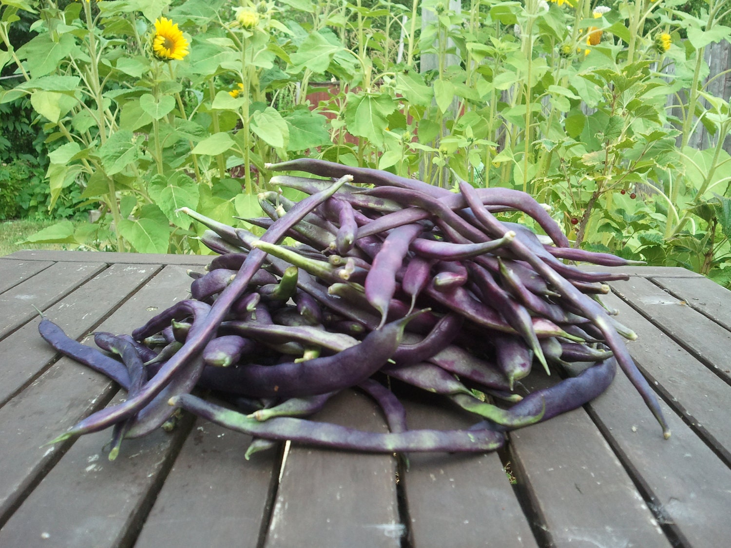 Organic Purple Podded Pole Bean