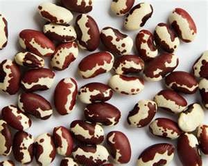 10 Lbs. Ancestral puebloan  Beans (paint), 10 Pounds Bolita beans. 2-10 lb bags. Colorado grown organic