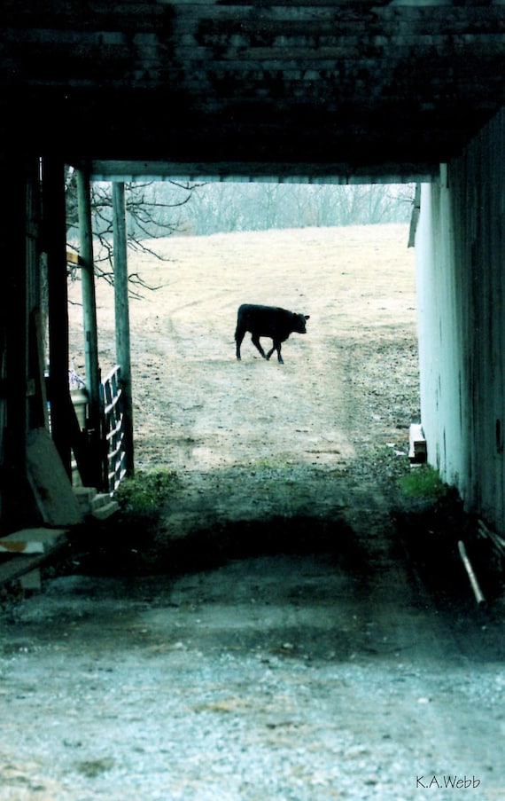 Photo 5" x 7" of "Morning Cow" Spring Sale