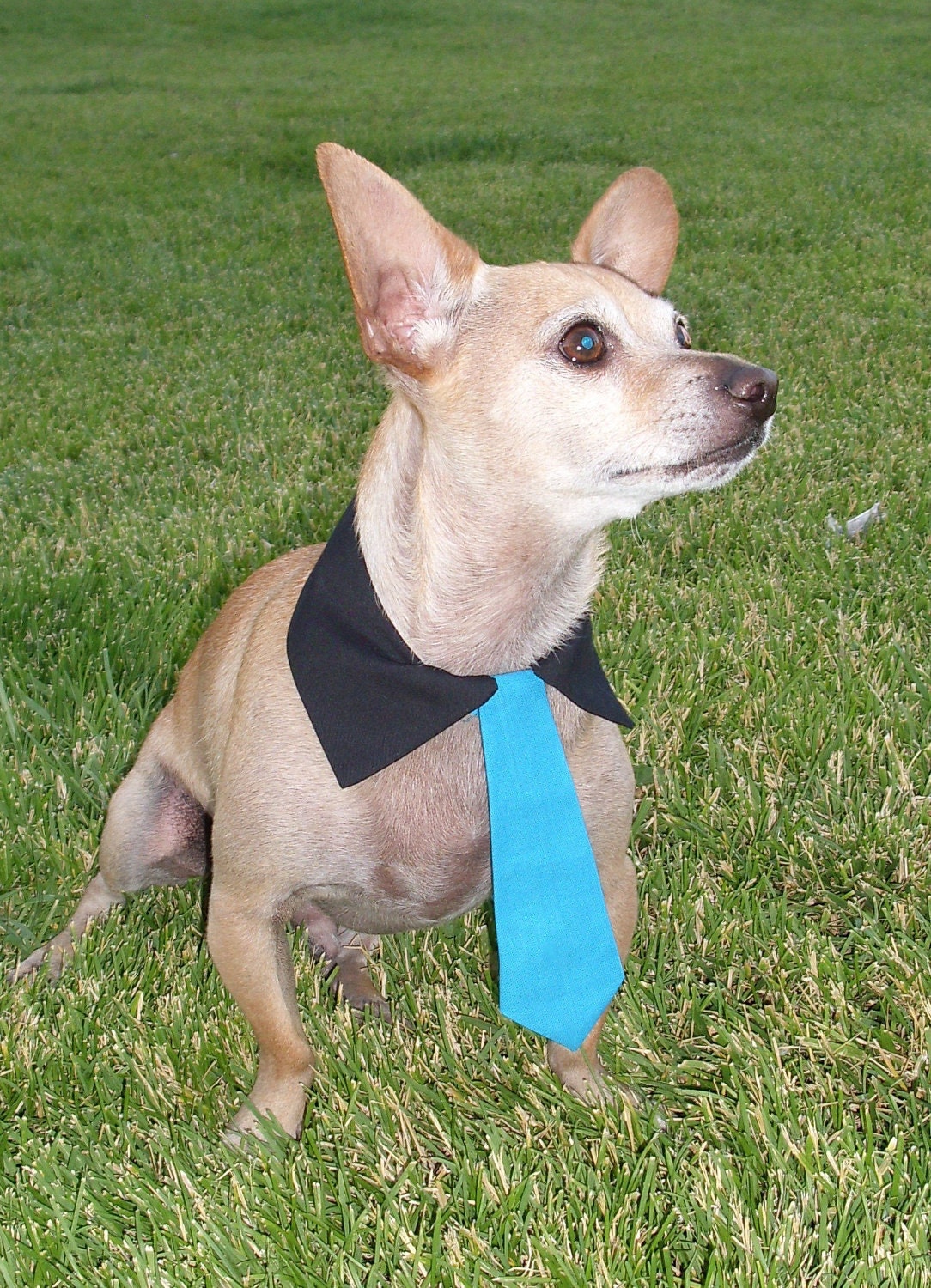 Teal Interchangable Tie With Black Collar Set