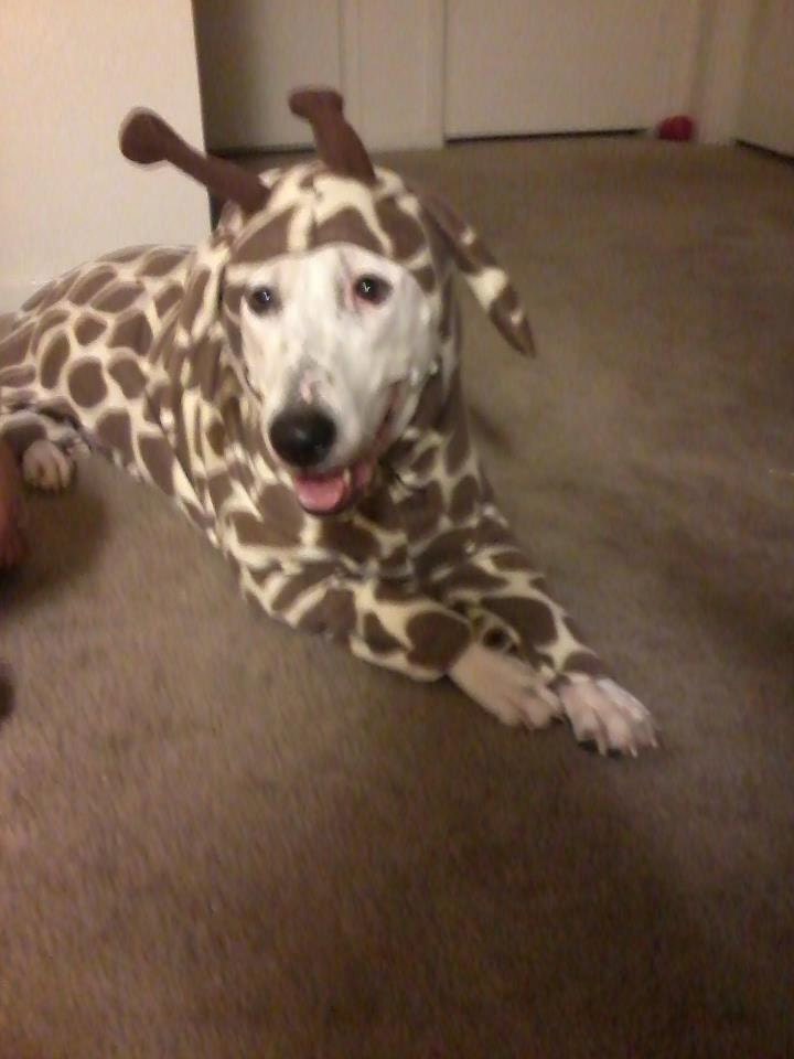 Large Breed Dog Fleece Giraffe Costume