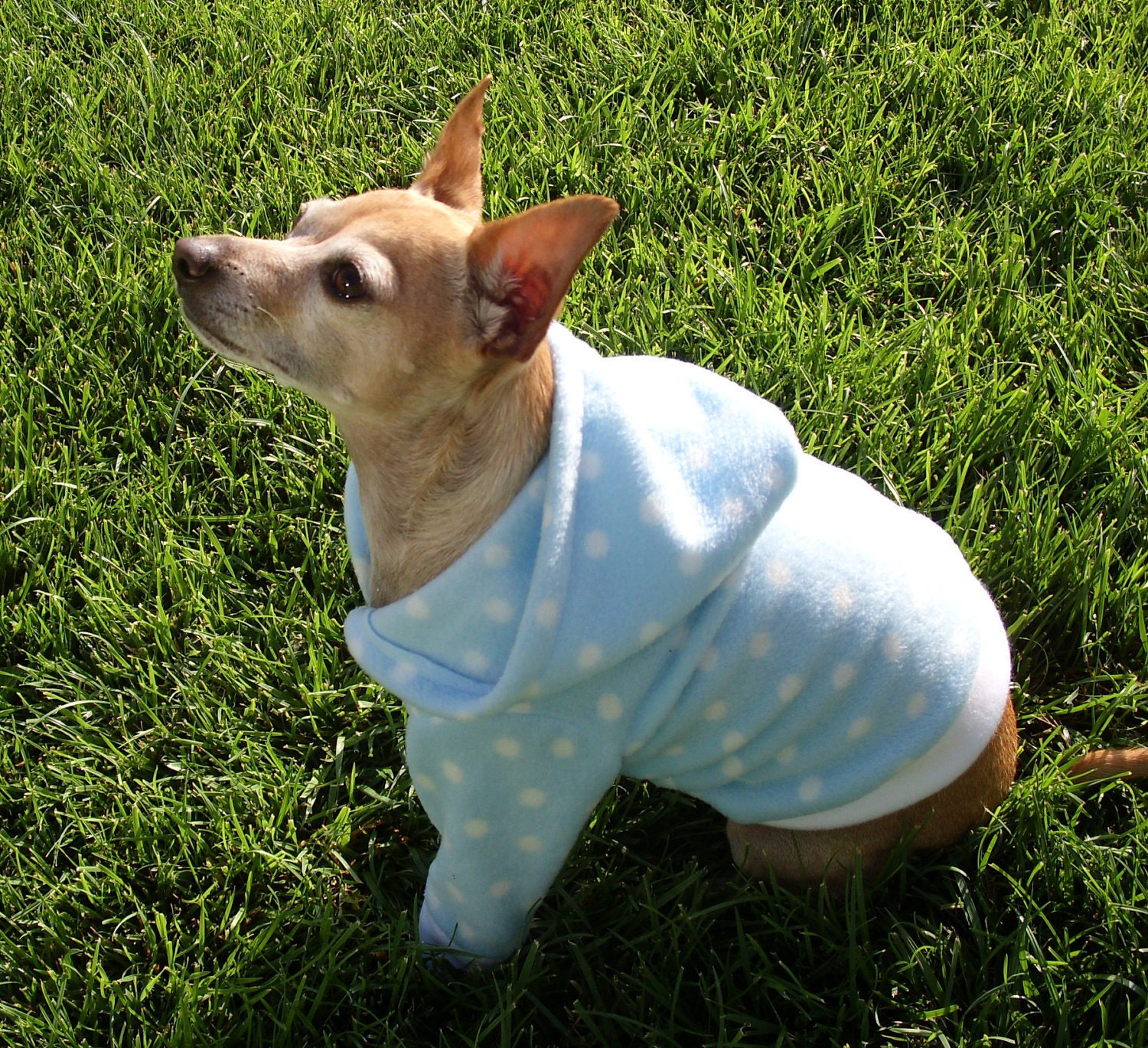 Blue Poka Dot Dog Hoodie ALL SIZES AVAILABLE