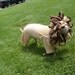 Little Lion Man Dog Costume