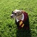 Harry Pawter Dog Costume ALL SIZES AVAILABLE