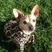 Giraffe Dog Pet Costume ALL SIZES AVAILABLE