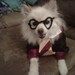Harry Pawter Dog Costume ALL SIZES AVAILABLE