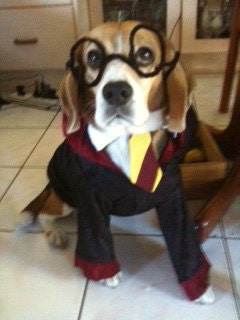 Harry Pawter Dog Costume ALL SIZES AVAILABLE