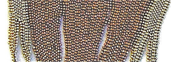A beadwork necklace, I call VICTORIOUS VICTORIA - Peyote stitch
