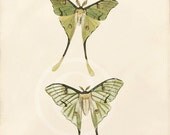 Beautiful Antique Butterfly Print - 8 x 10 - 2 Butterflies A