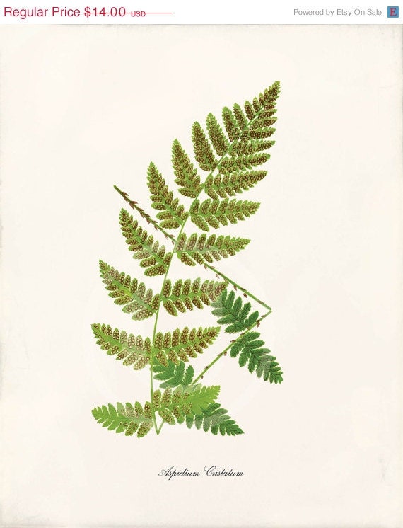 Antique Fern Art Print - 8x10 - Aspidium Cristatum