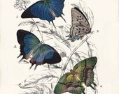 Beautiful Antique Butterfly Print - 8 x 10 - Pseudolycoena Marsyas, Evenus Regalis