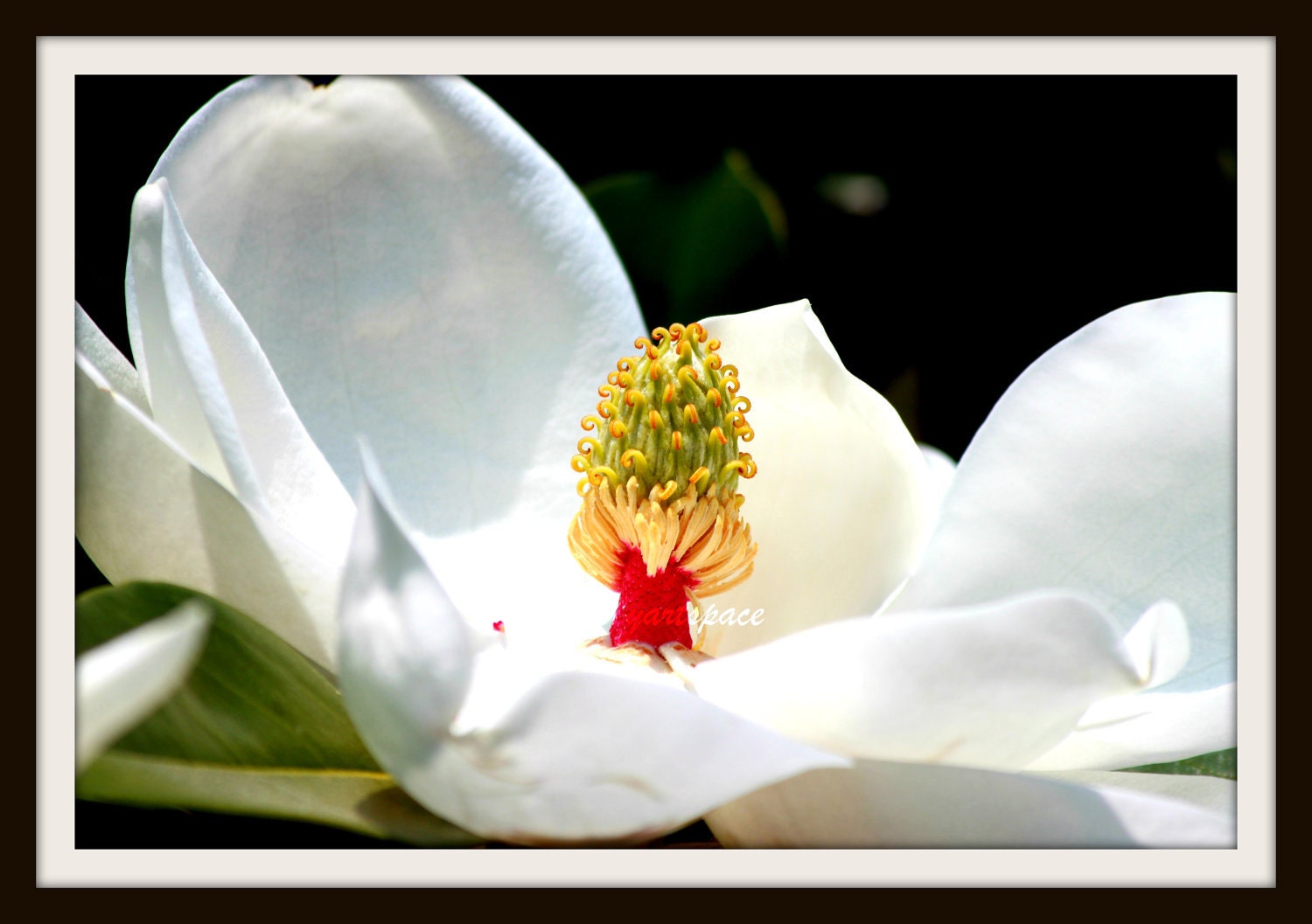 Magnolia Art Print, macro magnolia, white flower, close-up magnolia bloom, pure white blossom, nature scene photography  Nature, 8 x 12''