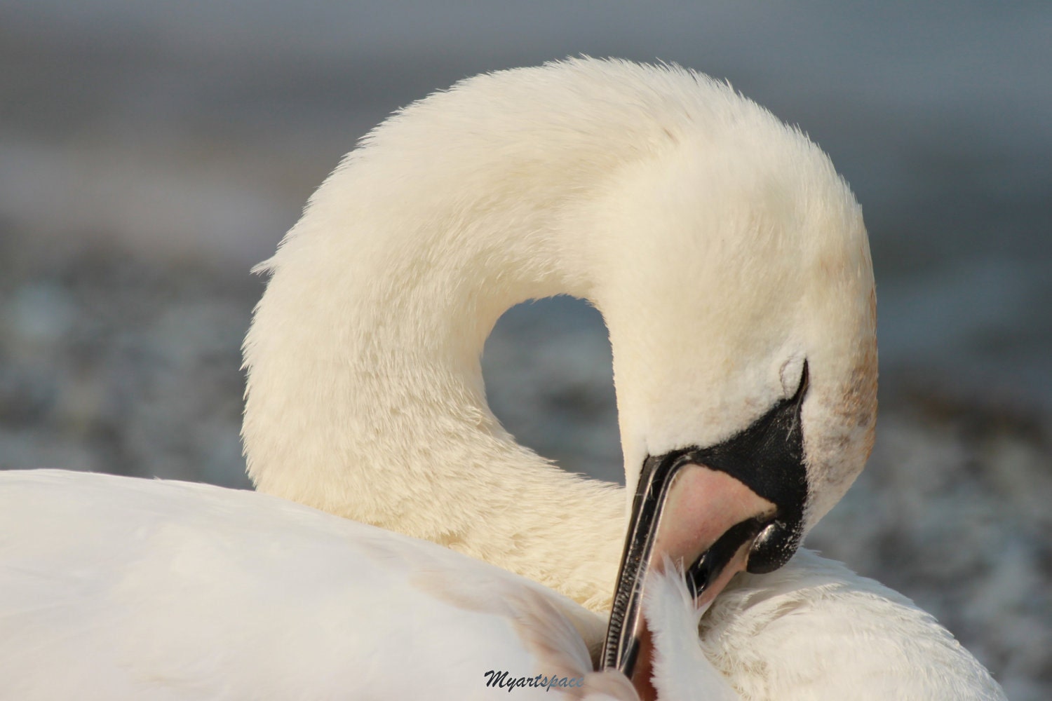 White swan print, fine art photography, Swan lake art print, white bird, Perfect mother, nursery decor, 8 x 12"