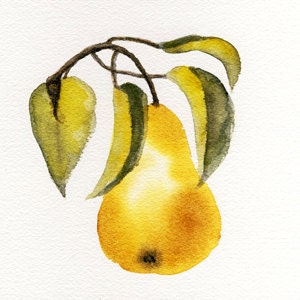 Pear Fruit Watercolor Painting, 6x6 Art Print from Original Artwork 'Fresh Pear' Still Life by Vickie Sue Cheek