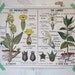 Vintage French School Poster: Les Solanees, Les Primulacees, Les Labiees