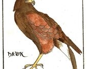 ACEO - medieval hawk
