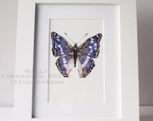Blue butterfly illustrated 8 x6" print
