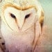 Barn Owl Photo - 8x12 Photograph - Owl Art Print - Owl Photograph - dreamy fairy tale forest woodland 'A Little Bit Lost'
