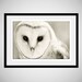 Barn Owl Photo - 8x12 Photograph - Owl Art Print - Owl Photograph - black white woodland home decor 'Whiter Shade of Pale'