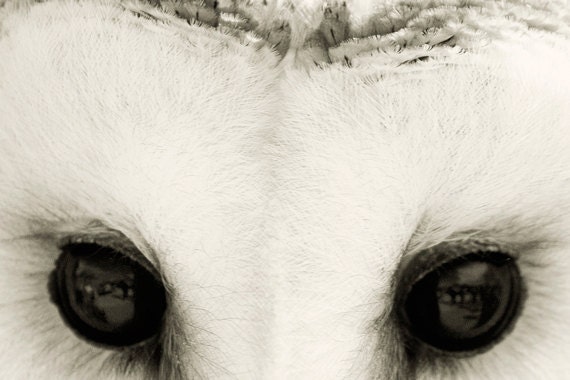 Barn Owl Photo - 8x12 Photograph - Owl Art Print - Owl Photograph - black white woodland home decor 'Whiter Shade of Pale'