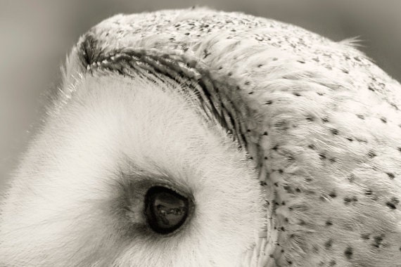 Barn Owl Photography / dreamy mysterious fantasy folk / black white woodland creature / 8x12 photograph print / "Breathe Me"