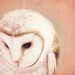 Barn Owl Photo - 8x12 Photograph - Owl Art Print - Owl Photograph - dreamy pink blush woodland creature fall autumn heart nursery 'Shy Love'