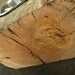 Wood Dog Dish Holder reclaimed oak barn beam