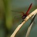 A 5" x 7" Dragonfly Photo, Navigating the Highway