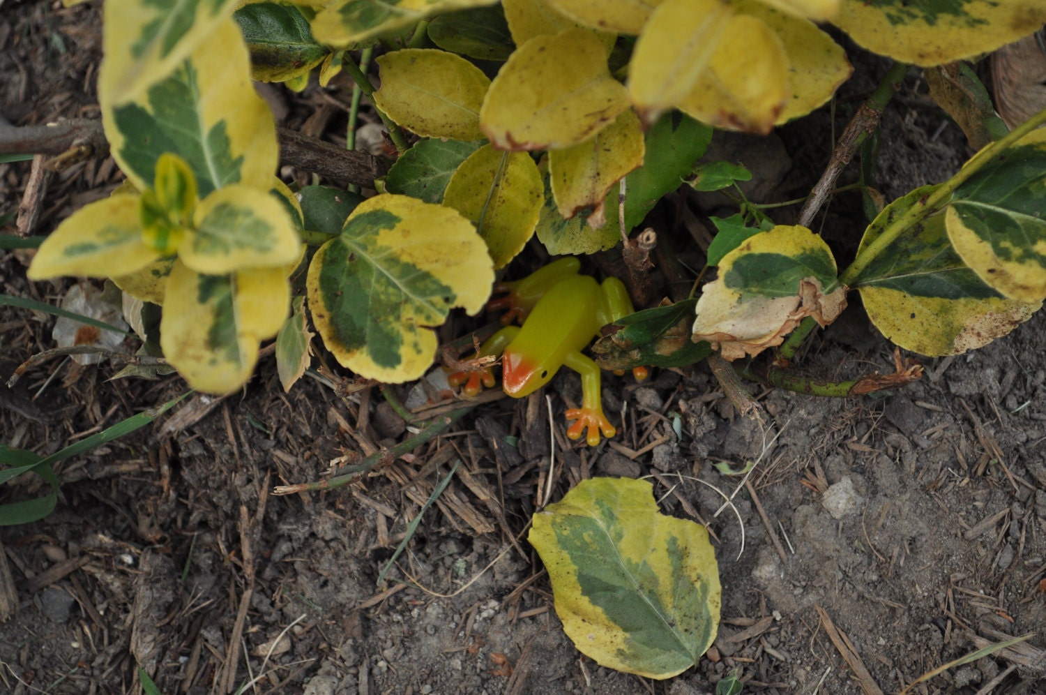 Tree Frog Geocache -  Yellow