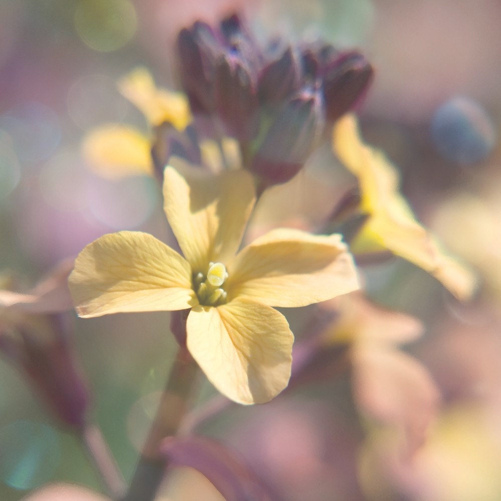 Daydream Fine Art Flower Photography Dreamy Pastel Yellow and Purple Flower Photograph