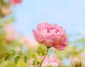 Pink Rose Flower Photograph Romantic Vintage Inspired