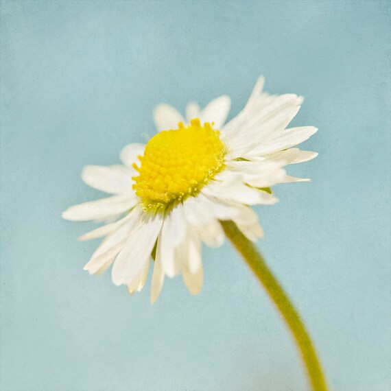 Retro Flower Photograph Pastel Flower Art 10" by 10" Photograph Print Daisy Photo