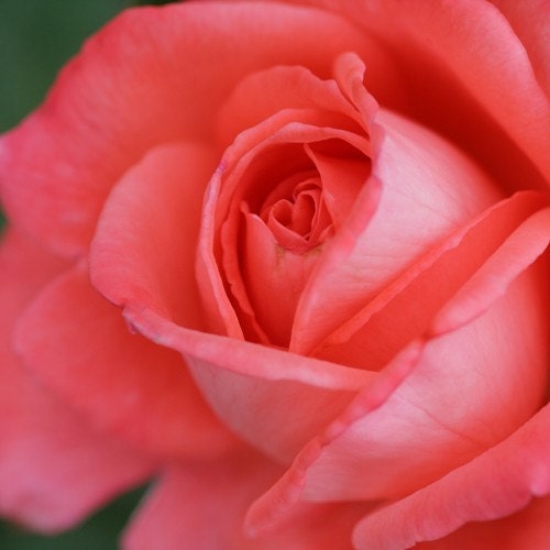 Tender Rose Fine Art Print- 11x14