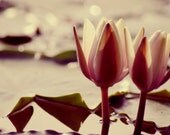 Water Lily Duo 8x10 Fine Art Print