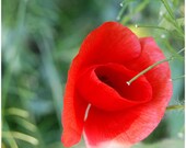 Red poppies, flower photograph, summer, red, nature photograph, set of 2, 8x8, digital print - titled: Poppies