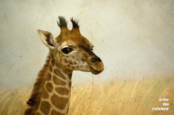 Giraffe photograph, animal photography, nursery decor, wildlife picture, 12 x 8, beige, "Lil Giraffe"