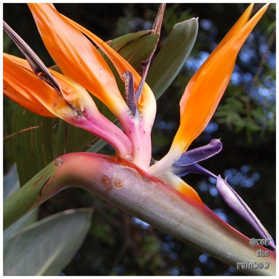 Exotic flowers, nature photograph, Africa, set of 3, 8x8, digital print, titled: African Flowers