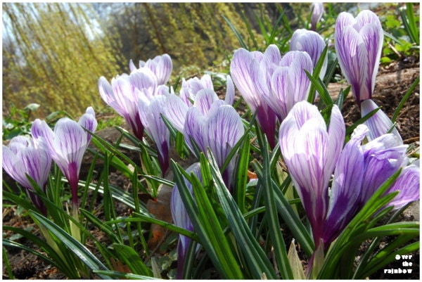 Spring flower photograph, purple and white crocuses, crocus meadow, fine art, giclee print, 12x8  - titled: Crocuses