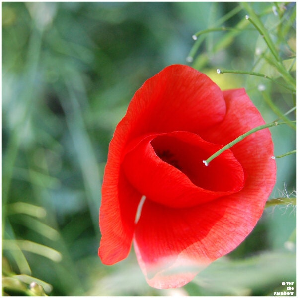 Red poppies, flower photograph, summer, red, nature photograph, set of 2, 8x8, digital print - titled: Poppies