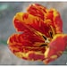 Red tulip, Flower fine art photograph, Floral photograph, Nature photograph, 12x9, Giclee