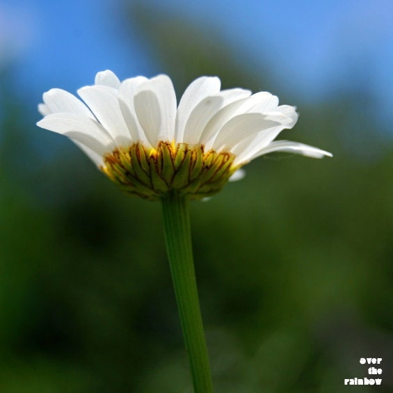 Daisy flower photograph, white, green, blue, nature, fine art, giclee print, 8x8 - titled: Daisy II
