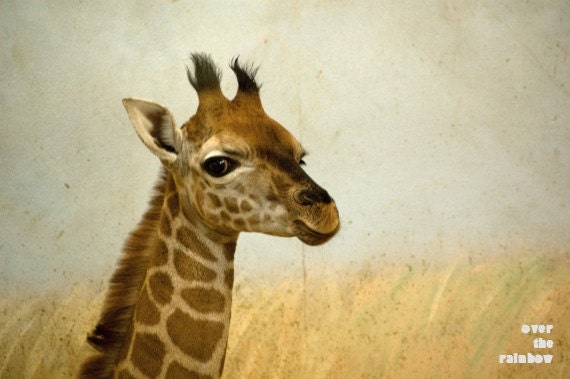 Giraffe photograph, animal photography, nursery decor, wildlife picture, 12 x 8, beige, "Lil Giraffe"