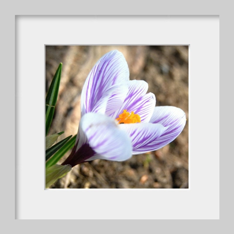 Crocus flower photograph, fine art, nature photograph, floral print, purple and white Giclee print, 8x8, square - titled: Crocus III